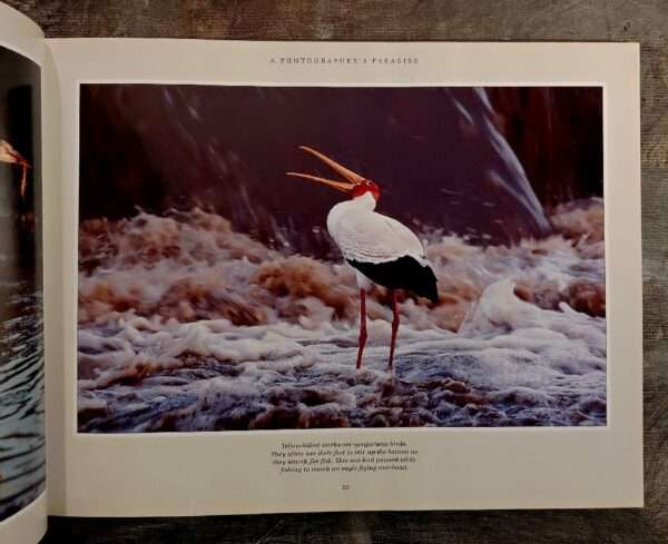 Mara-Serengeti a photographer's paradise