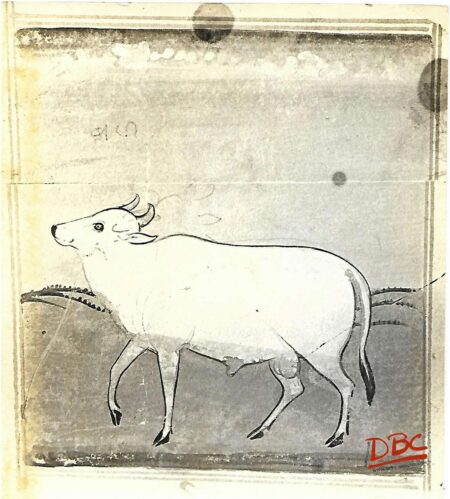 Painting Paper Rajasthan Bull