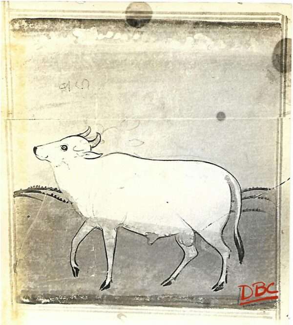 Painting Paper Rajasthan Bull