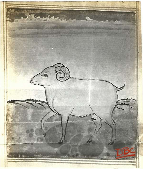 Painting Paper Rajasthan Sheep