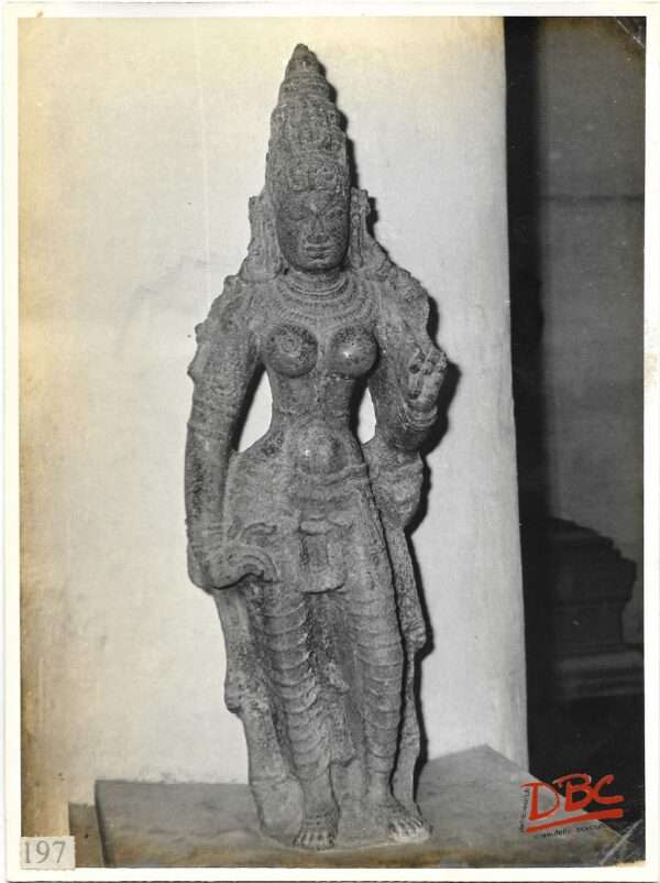 AMBIKA 13TH CENTURY SHIRKAZI