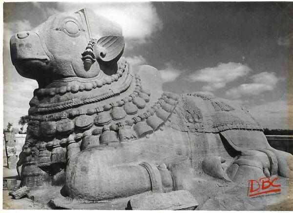 Lepakashi Bull
