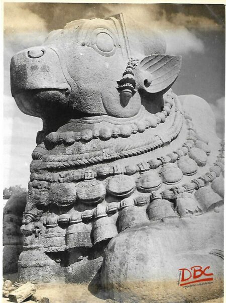 Lepakashi  Close view of bull