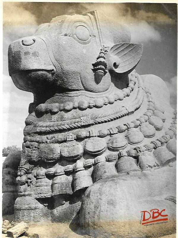 Lepakashi  Close view of bull