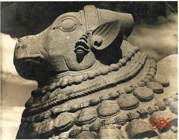 Lepakashi  Head view of bull