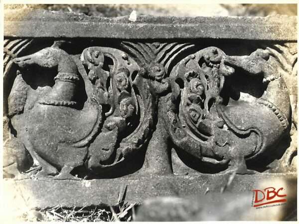 Warangal Close up of a swan on a stone