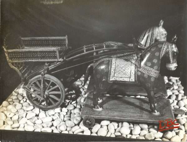 raj horses + care rajasthan