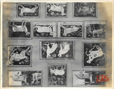 National Museum : Thirteen Animals