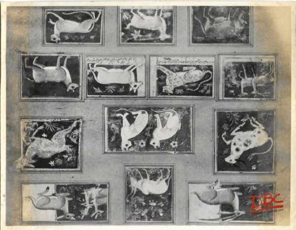 National Museum : Thirteen Animals