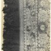 Embroidered Cotton